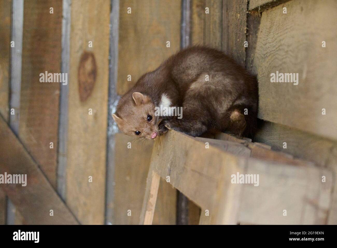 Pietra Marten, Faggio Marten, Martes foina Foto Stock