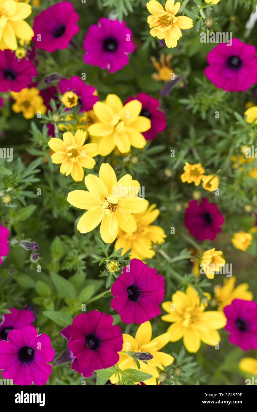 Petunia rosa che cresce in un vaso di fiori in un vivaio, una serra Foto Stock