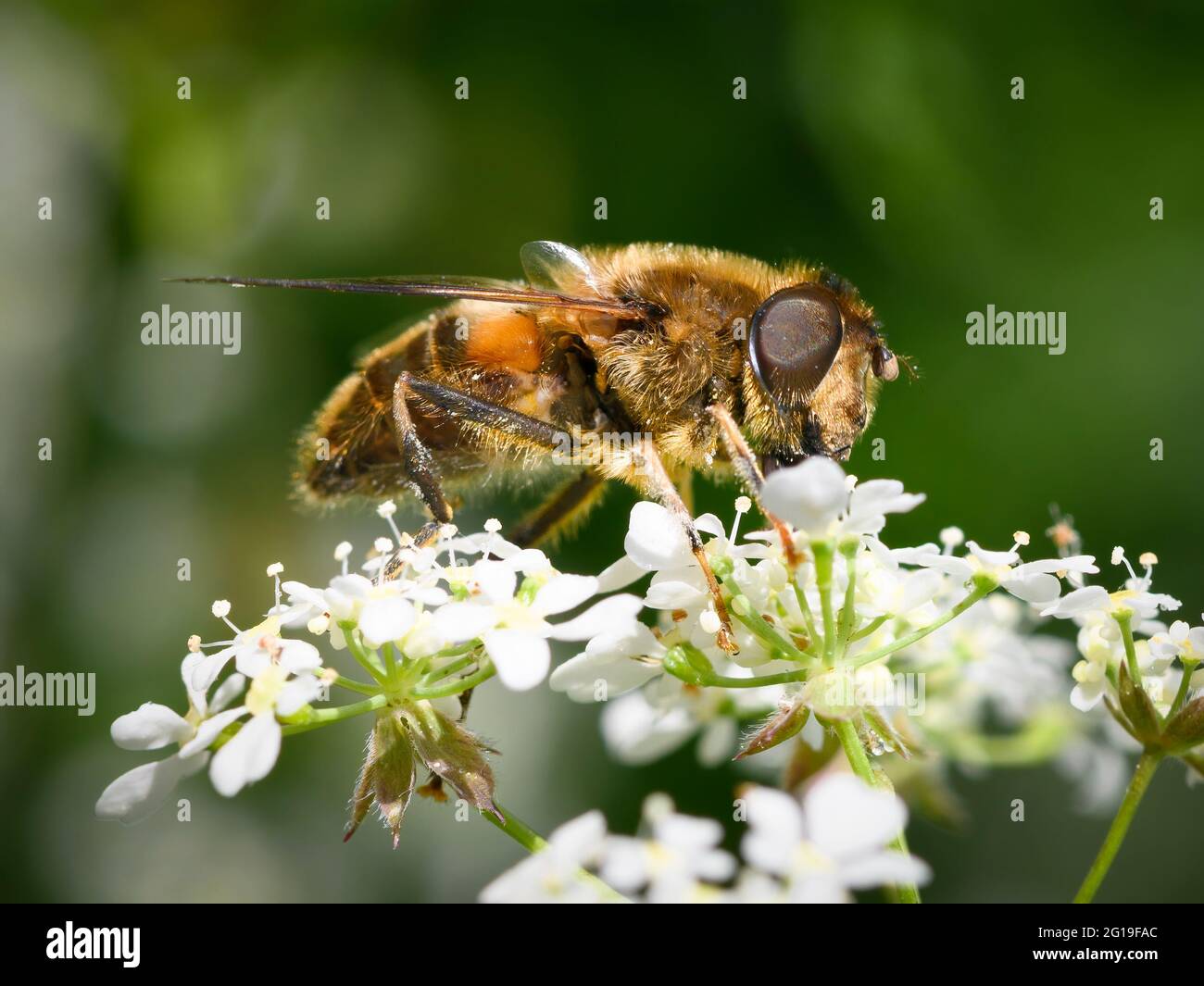 Una mosca comune del drone (Eristalis tenax), che si nutre di prezzemolo di mucca. Il drone Fly è un mimico Honeybee molto comune Foto Stock