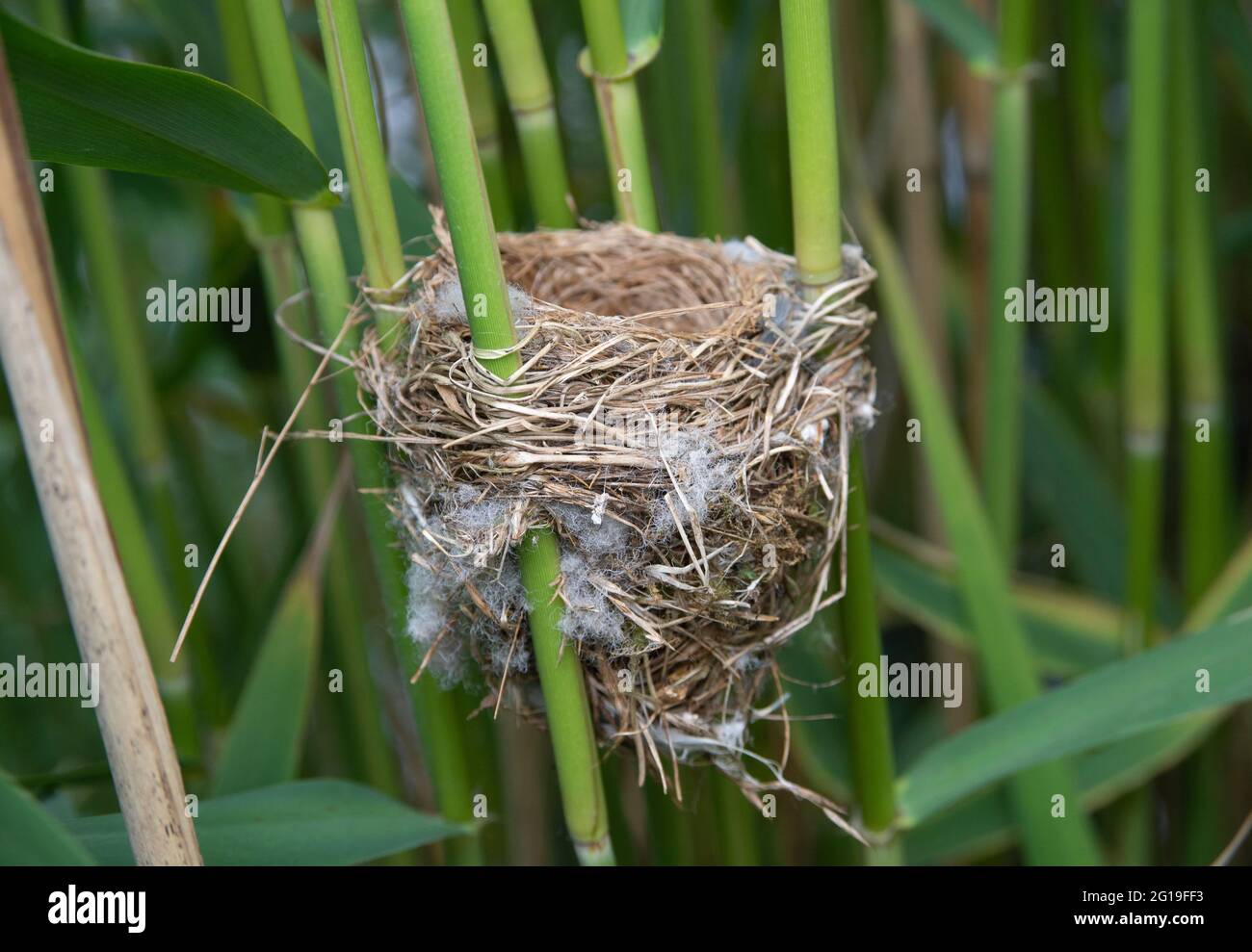 Nest of Reed Warbler , Acrocephalus scirpaceus, Brent Reservoir , Londra, Regno Unito Foto Stock