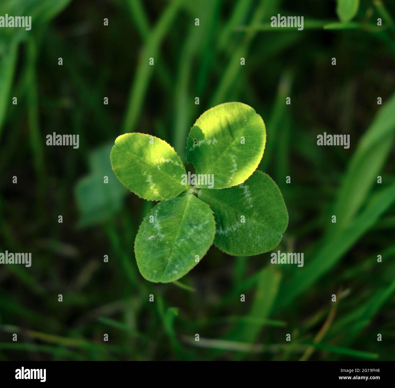 Un primo piano di un trifoglio di quattro (4) foglie nell'erba Foto stock -  Alamy