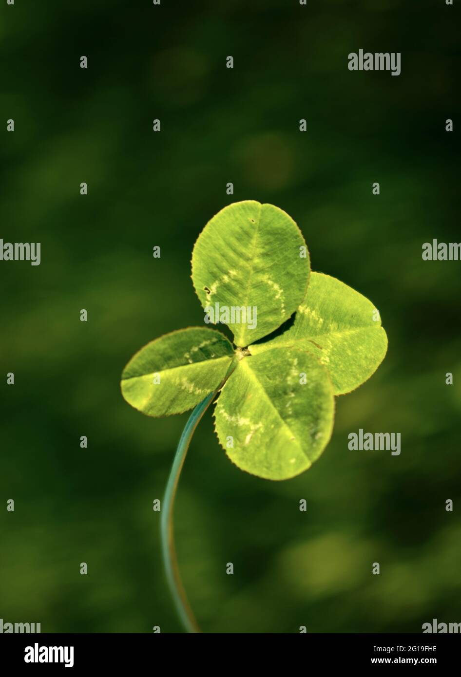 Una closeup di un fortunato trifoglio di foglia su uno sfondo verde molto morbido Foto Stock