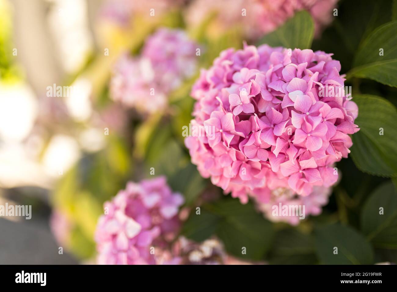 Arbusto rosa di hydrangea fiorente in estate in Turchia Foto Stock