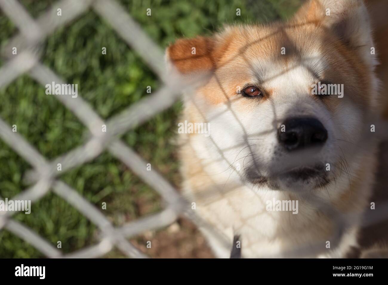 Akita inu, cane giapponese dietro la recinzione Foto Stock