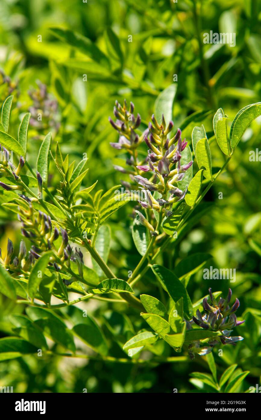 Liquirizia. Glycyrrhiza glabra. Foto Stock