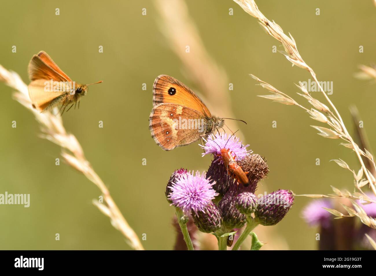 Farfalla del gatekeeper su un fiore di thistle con l'accoppiamento dei coleotteri rossi del soldato e una farfalla dello Skipper in arrivo. Hertfordshire, Inghilterra, Regno Unito. Foto Stock