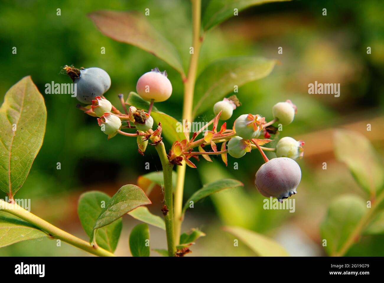 Mirtillo europeo. Mirtillo di Vaccinium. Foto Stock