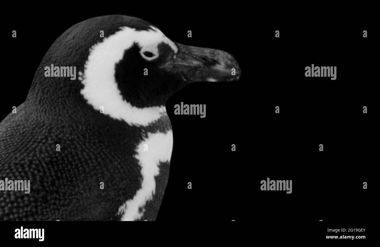 Cute Humboldt pinguino faccia in nero sfondo Foto Stock