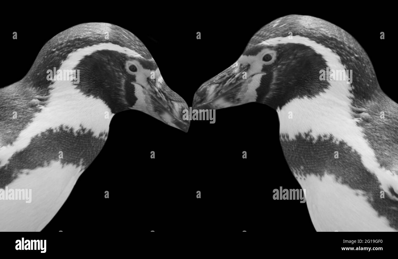 Due piccoli pinguini Humboldt belli in fondo nero Foto stock - Alamy