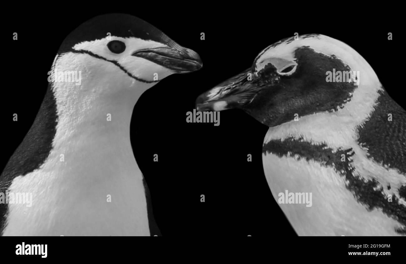 Cute Chinstrap e Humboldt Penguin Closeup viso Foto Stock