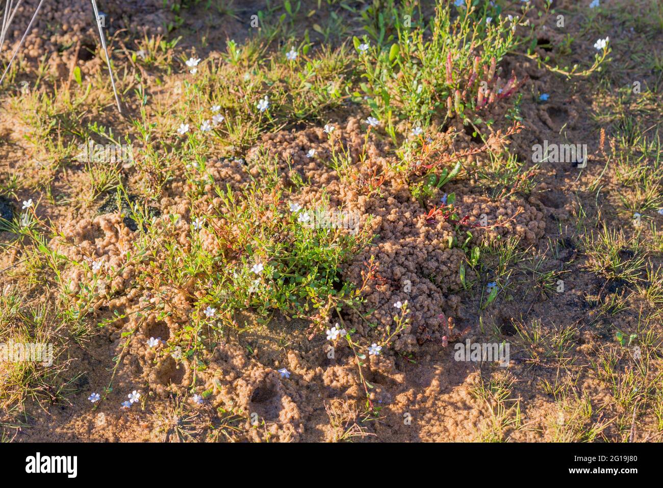 Wilsonia backousei (Wilsonia a foglie strette) un arbusto di origine bianca fiorente che cresce ai margini del lago Wollumboola, nuovo Galles del Sud, Austr Foto Stock