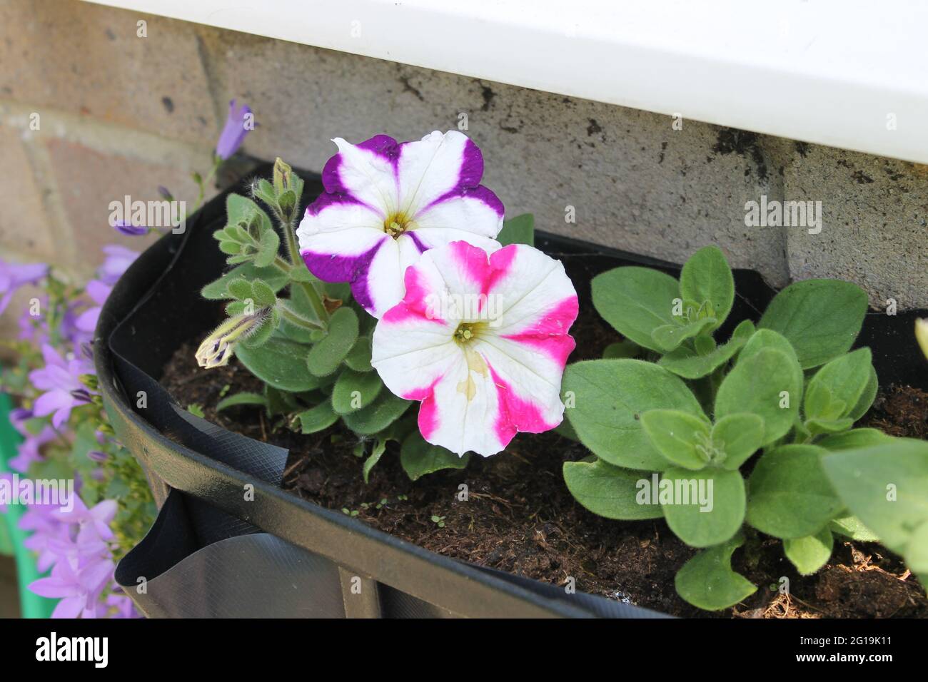 Petunia striata rosa e bianco Foto Stock
