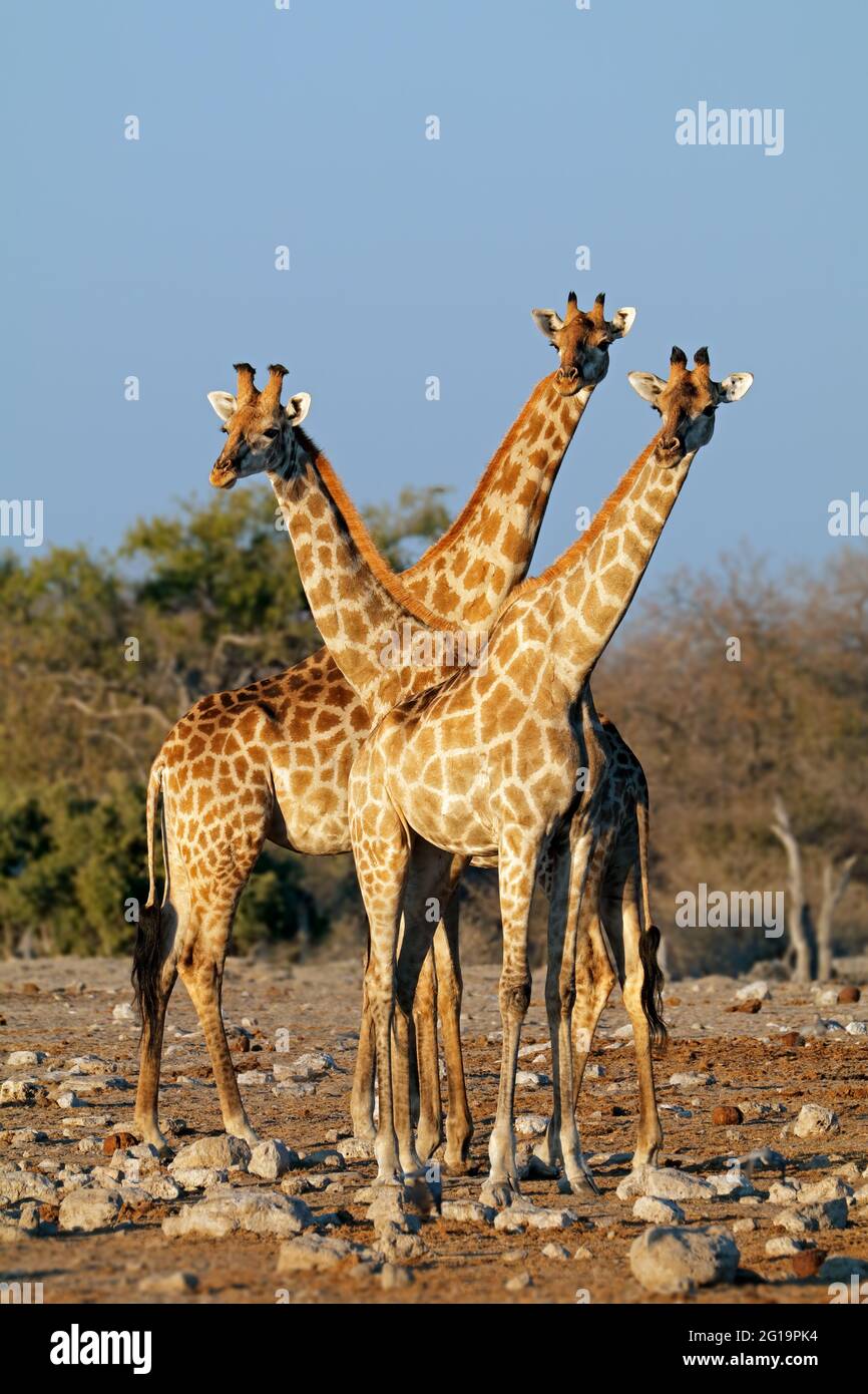 Giraffe (Giraffa camelopardalis) in habitat naturale, il Parco Nazionale di Etosha, Namibia Foto Stock