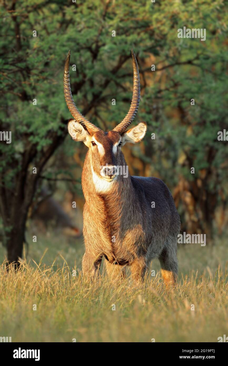 Antilope maschio di waterbuck (Kobus ellissiprymnus) in luce tardo pomeriggio, Sudafrica Foto Stock