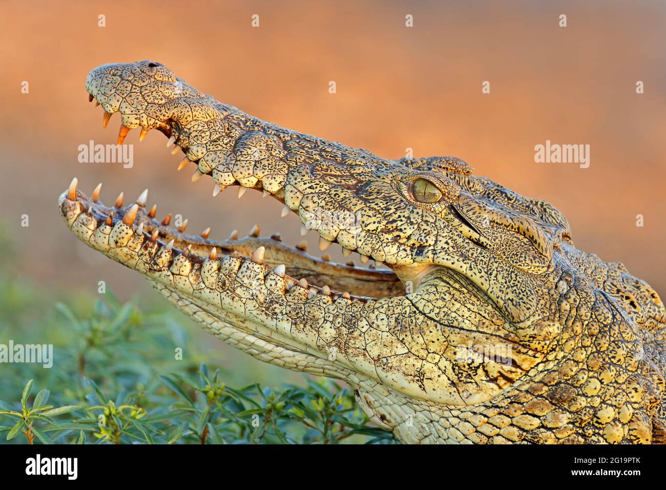 Ritratto di un grande coccodrillo del Nilo (Crocodylus niloticus) con mascelle aperte, Parco Nazionale Kruger, Sud Africa Foto Stock