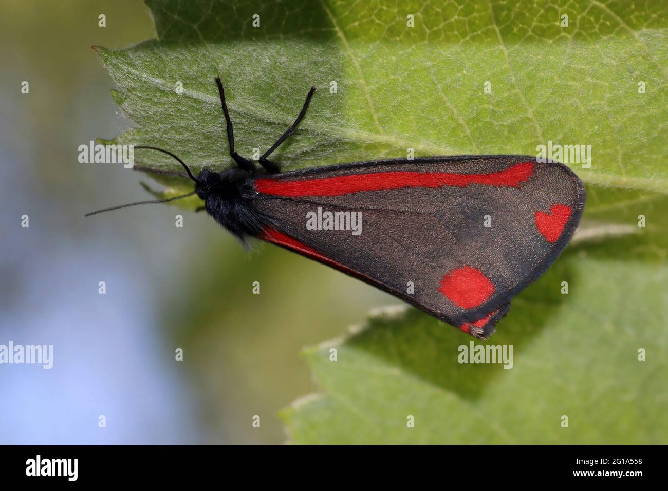 Cinabro Moth Tyria jacobaeae nascondere sotto una foglia Foto Stock