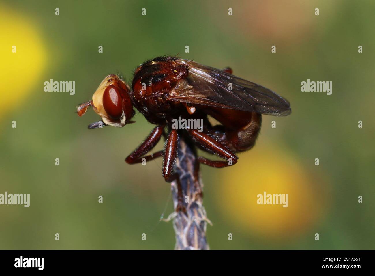 Conopid Fly - Sicus ferrugineus Foto Stock