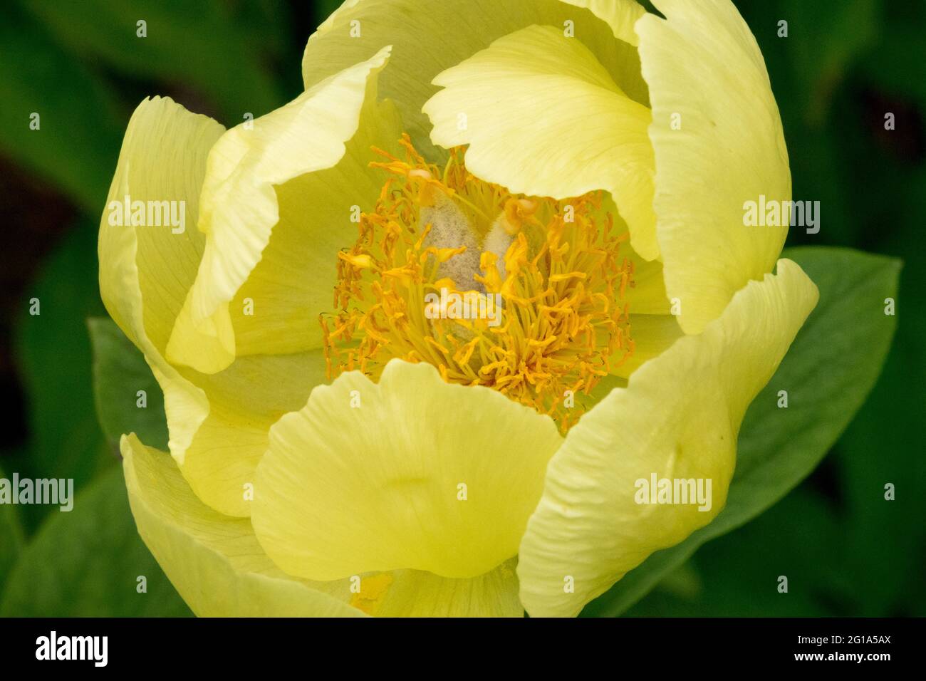 Paeonia mlokosewitschii fiore, Peonia gialla Paeonia a forma di ciotola limone-giallo fiore con giallo scuro stami Paeonia daurica Foto Stock