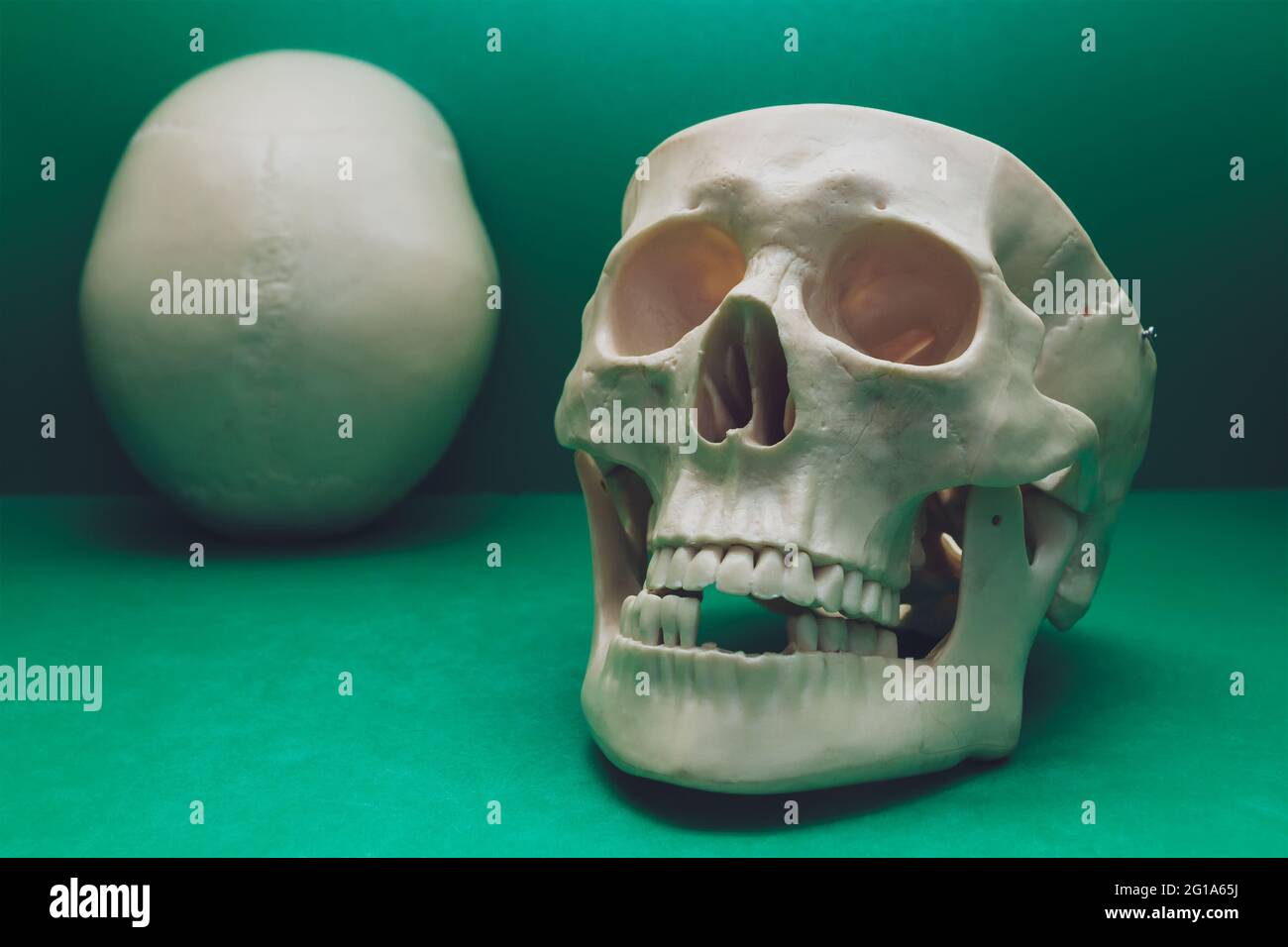 Cranio umano su sfondo colorato. Foto Stock