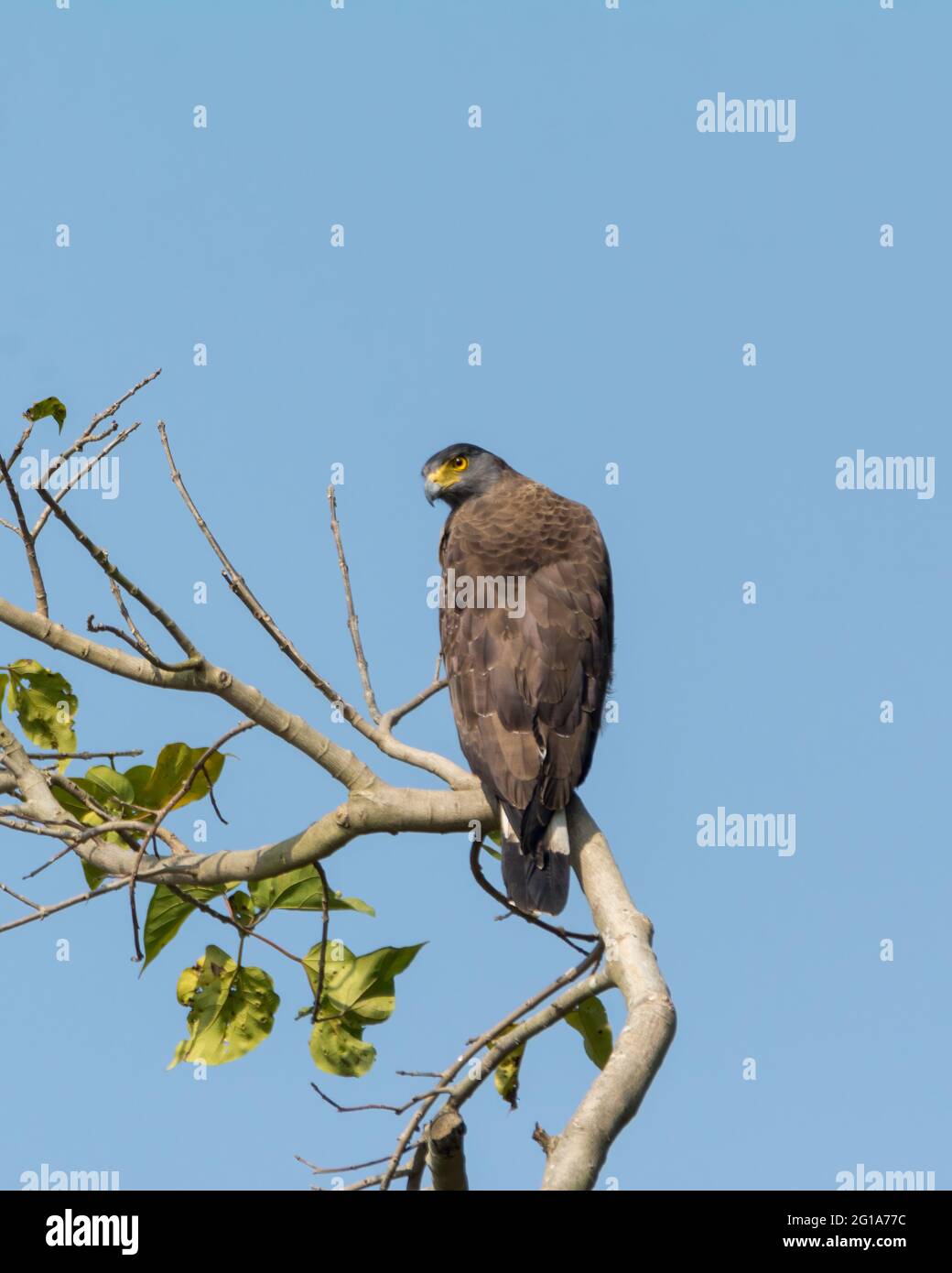 Un'aquila di serpente crestata (Spilornis cheela), arroccata sulla cima di un albero, retro-facing e turing intorno. Uccello di medie dimensioni di preda in natura. Foto Stock