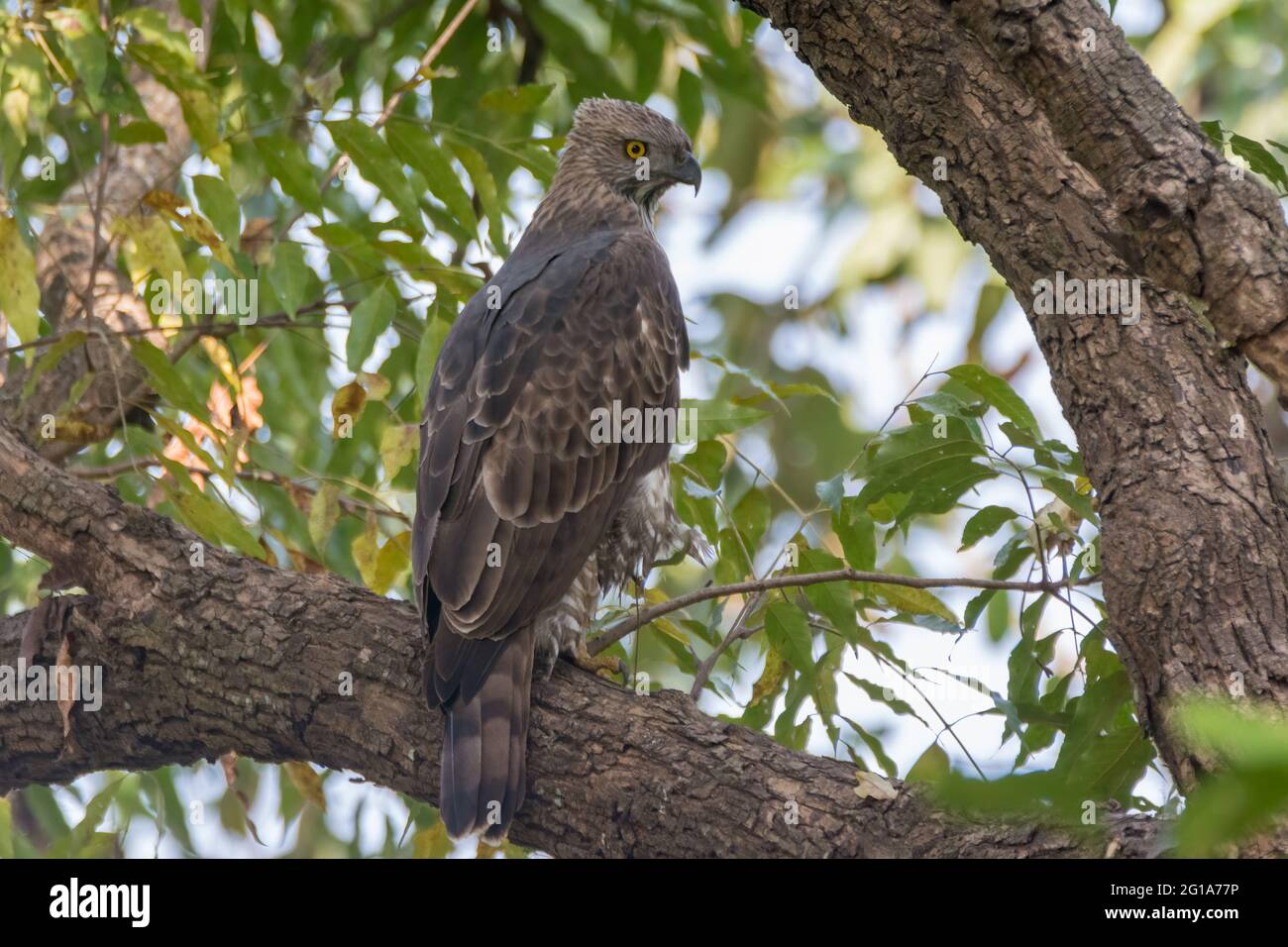 Un grande falco-aquila crestata (Nisaetus cirrhatus), arroccato su un ramo di albero. Chiamato anche falco-aquila cambiabile. Un grande uccello di preda. Foto Stock Un grande falco-aquila crestata (Nisaetus cirrhatus), arroccato su un ramo di albero. Chiamato anche falco-aquila cambiabile. Un grande uccello di preda. Foto Stock