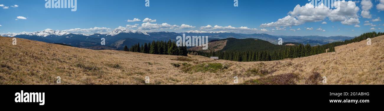 Panorama primaverile dell'altopiano dei Carpazi con fiori di viola viola in fiore Crocus heuffelianus (Crocus vernus), Ucraina. Foto Stock