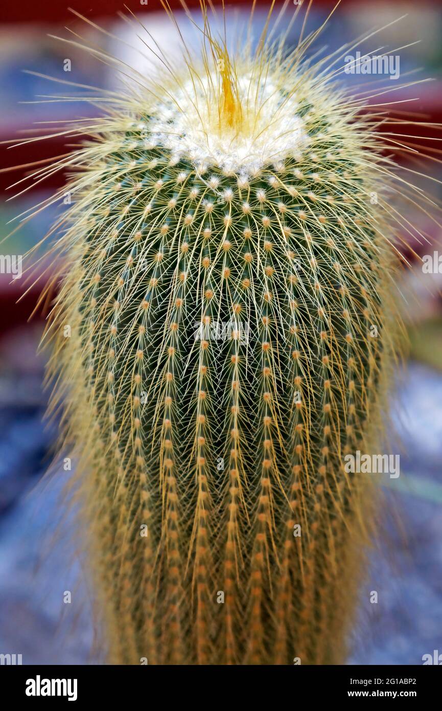 Cactus della sfera del limone, cactus della sfera dorata o cactus della torre gialla (Parodia leninghausii) Foto Stock
