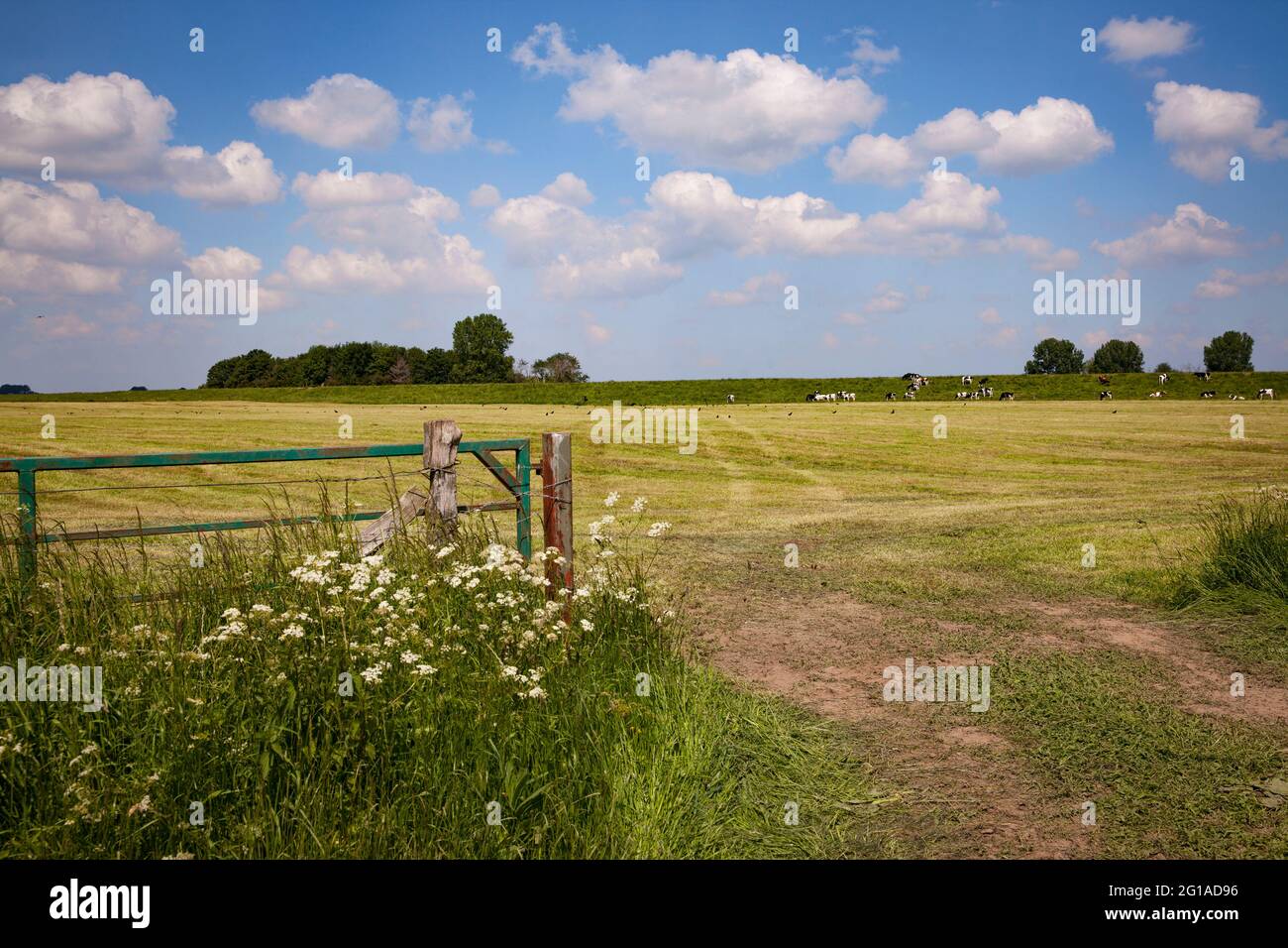 Riserva naturale Bislicher Insel sul basso Reno vicino Xanten, paesaggio alluvionale, Nord Reno-Westfalia, Germania. Naturschutzgebiet Bislicher Ins Foto Stock