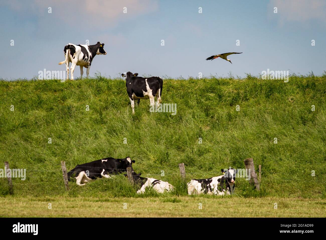 Mucche su una diga nella riserva naturale Bislicher Insel sul basso Reno vicino Xanten, cicogna bianca, paesaggio alluvionale, Nord Reno-Westfalia, tedesco Foto Stock