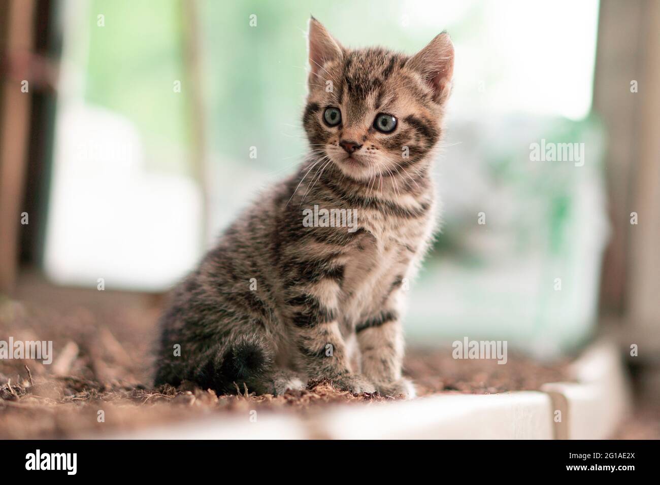 Piccolo Kitten seduto su sporcizia in un piccolo capannone. Pelliccia di tabby. Dolce giovane gatto con gli occhi blu. Foto Stock