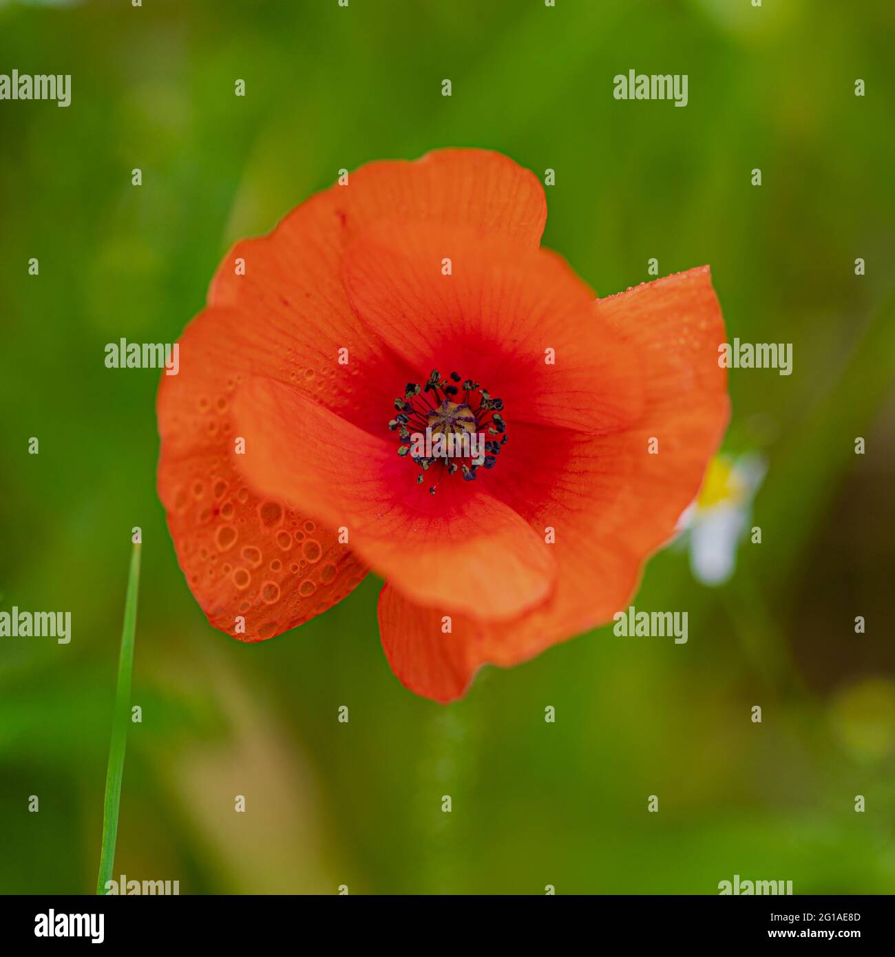 Un papavero con la rugiada mattutina sulla parte superiore. Le piccole gocce d'acqua sul petalo della pianta riflettono un po' del paesaggio circostante. Foto Stock