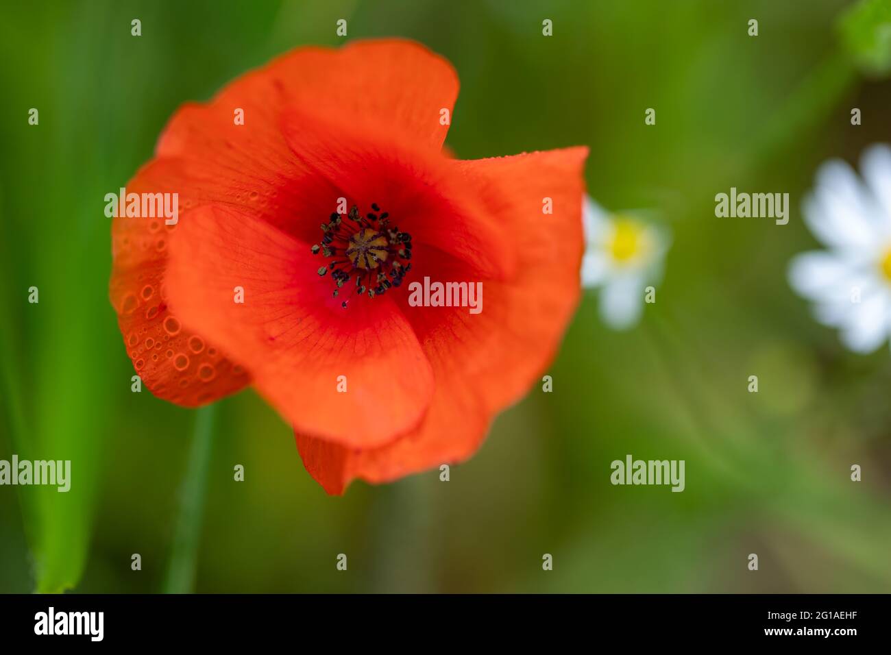 Un papavero con la rugiada mattutina sulla parte superiore. Le piccole gocce d'acqua sul petalo della pianta riflettono un po' del paesaggio circostante. Foto Stock