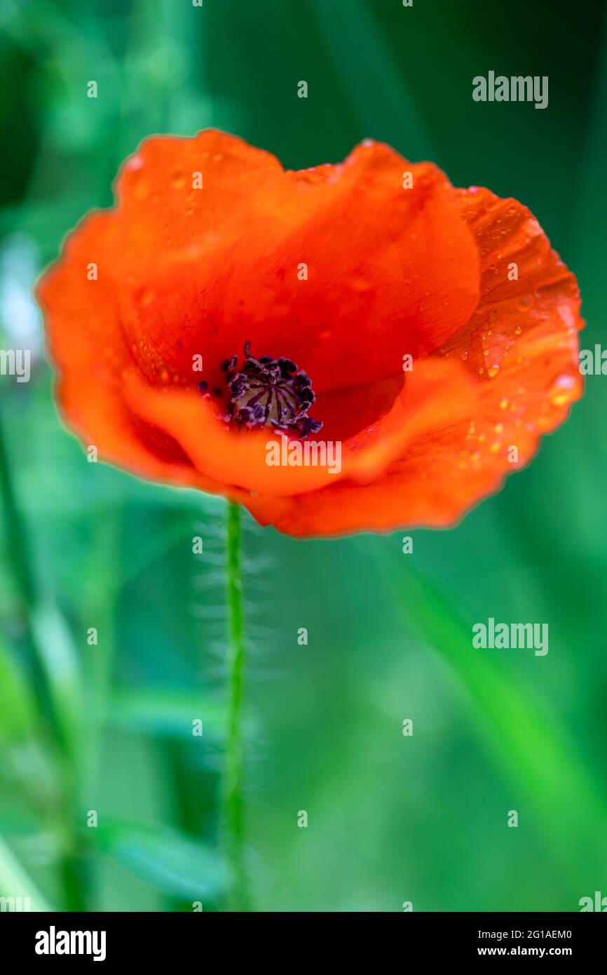 Un papavero con la rugiada mattutina sulla parte superiore. Le piccole gocce d'acqua sul petalo della pianta riflettono un po' del paesaggio circostante. Foto Stock