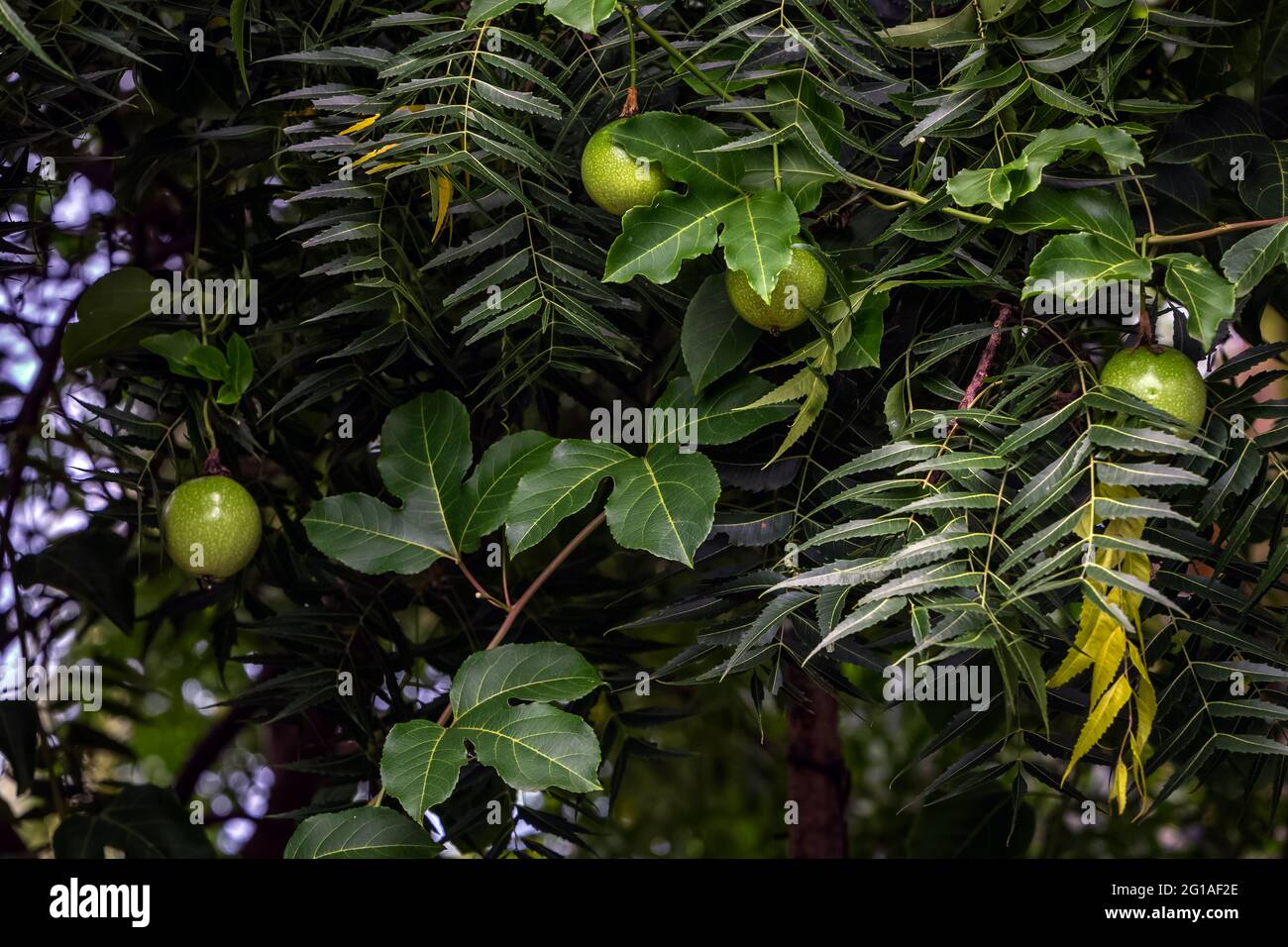 Frutta succosa sull'albero. Foto Stock