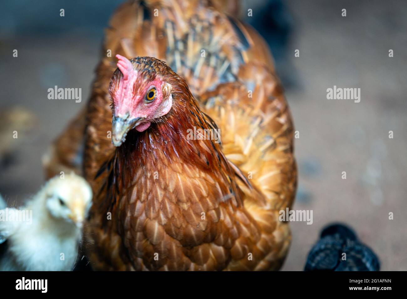 Madre gallina con i pulcini bambino che si nutrano nel cortile rurale. Foto Stock