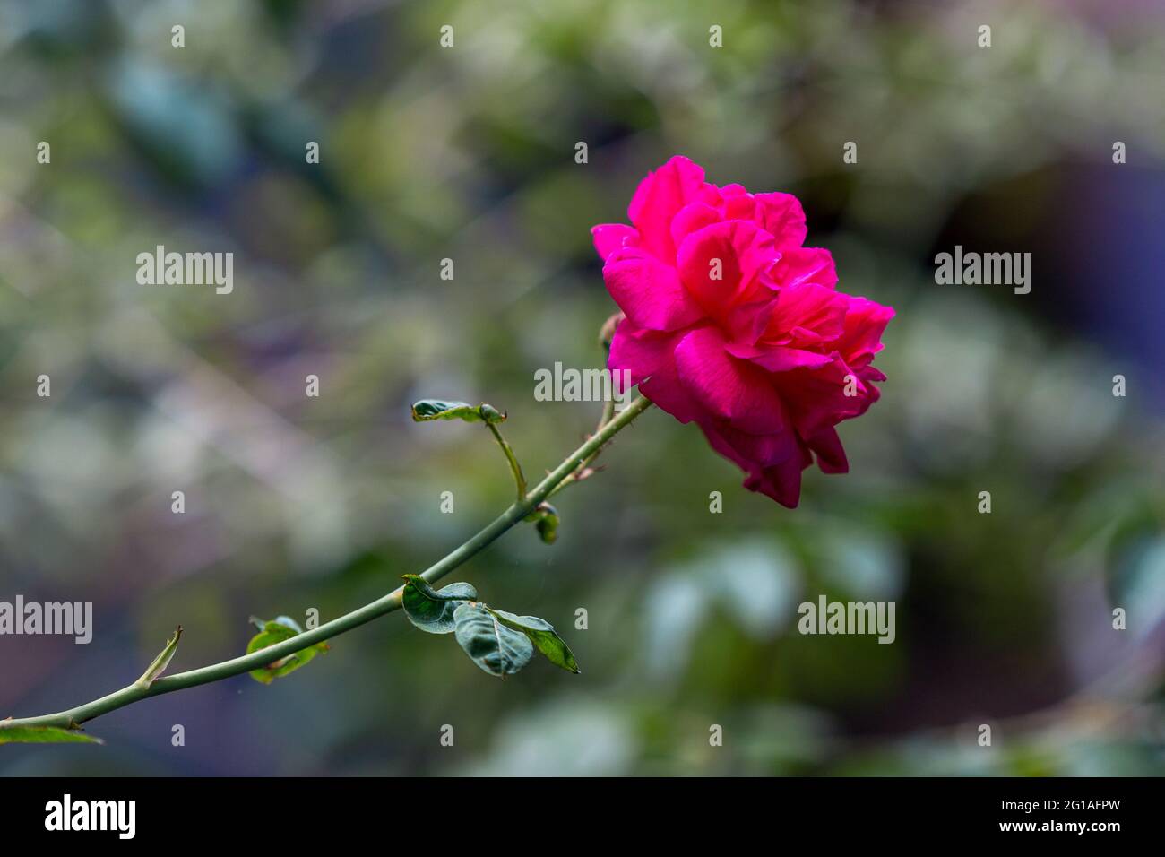 Fiore di rosa sulla pianta. Foto Stock