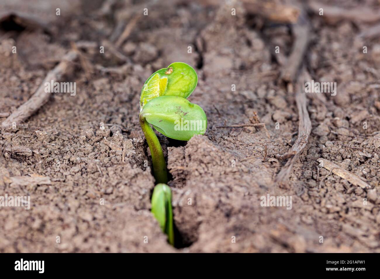 Pianta di soia emergente in campo agricolo. Concetto di stagione di semina di soia, agricoltura di precisione e agricoltura. Foto Stock Pianta di soia emergente in campo agricolo. Concetto di stagione di semina di soia, agricoltura di precisione e agricoltura. Foto Stock