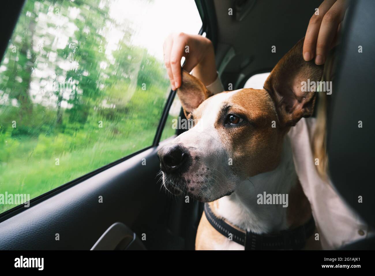 Cane divertente con grandi orecchie in auto vicino alla finestra Foto Stock