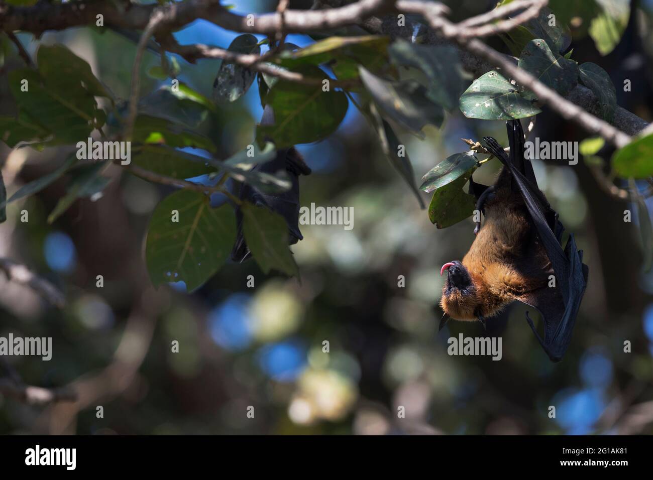 L'immagine della volpe indiana (Pteropus giganteus) al parco nazionale di Gir, Gujarat, India, Asia Foto Stock