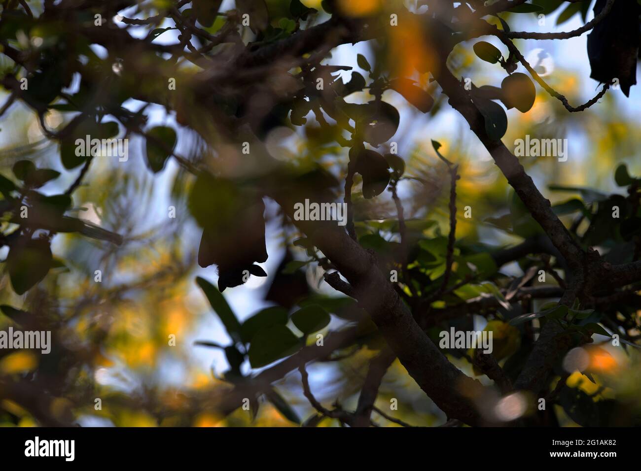 L'immagine della volpe indiana (Pteropus giganteus) al parco nazionale di Gir, Gujarat, India, Asia Foto Stock