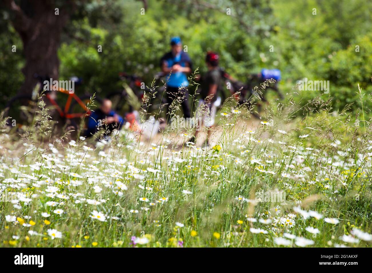 Ciclisti a una fermata. Prato con camomili primo piano. Lo sfondo viene sfocato. Viaggiare nella natura. Foto Stock