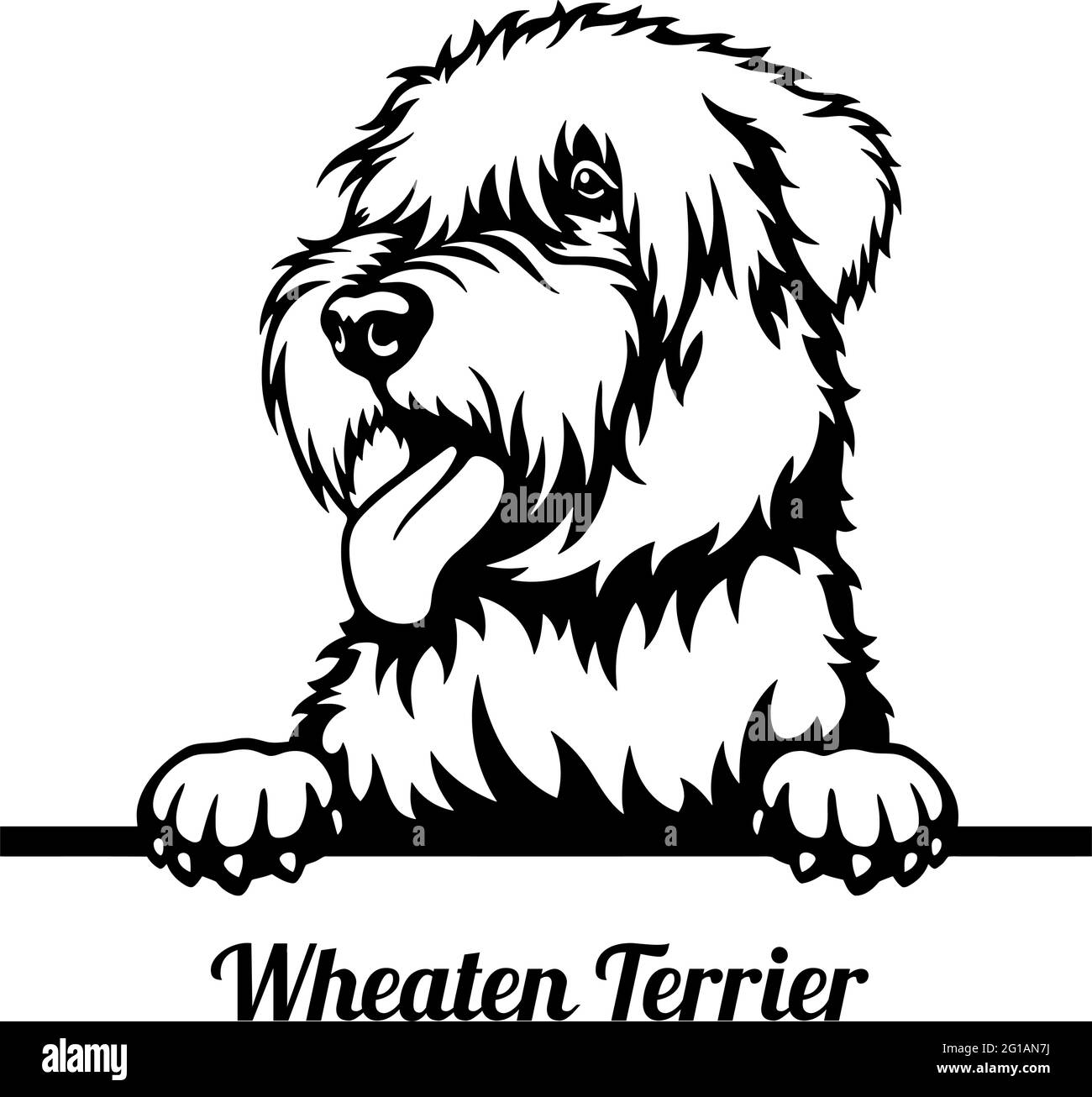Wheaten Terrier cane da Pechino - testa isolata su bianco - stock vettoriale Illustrazione Vettoriale
