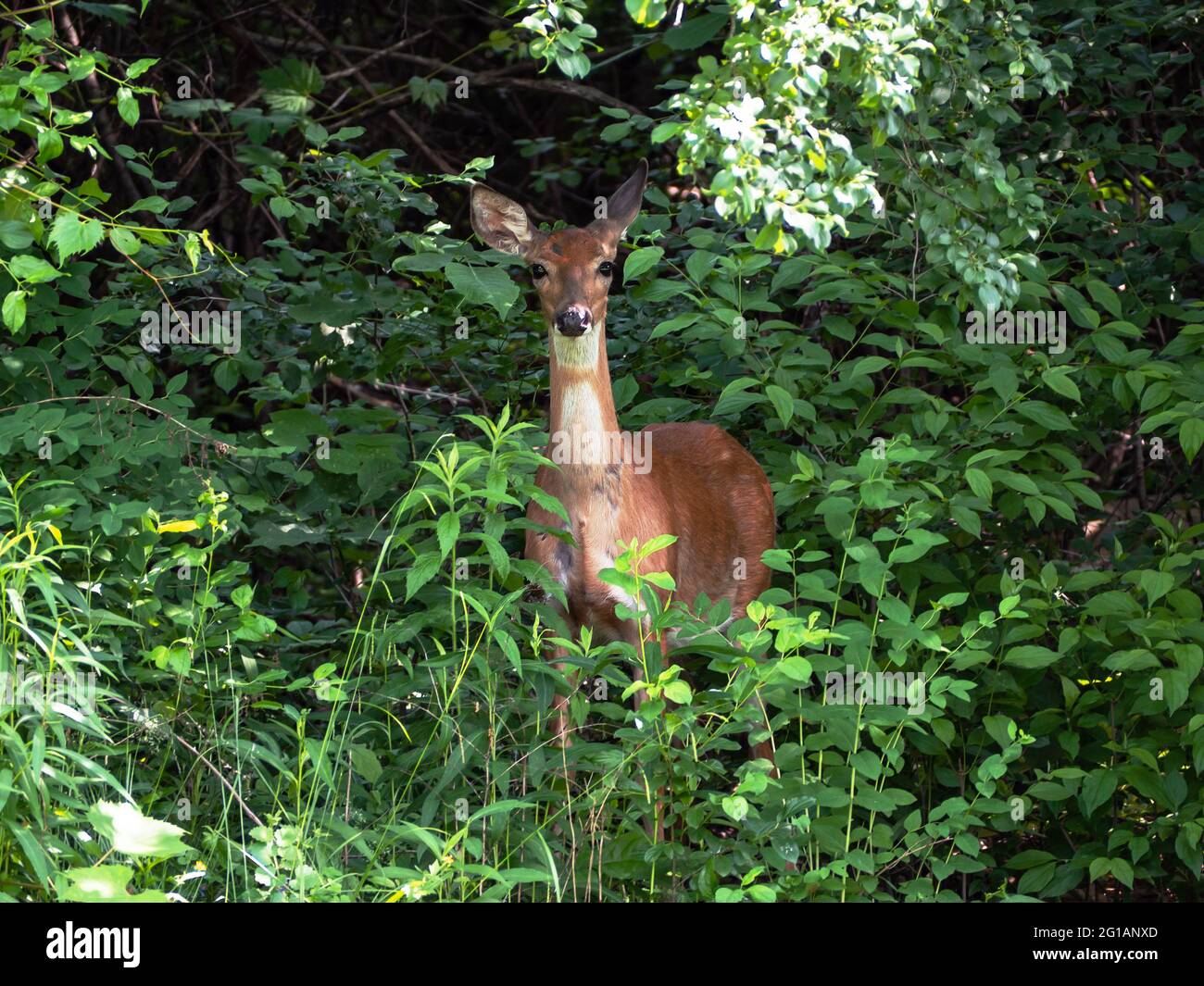 Bella giovane adulta femmina di cervo dalla coda bianca, Odocoileus virginianus, in una fitta foresta Foto Stock