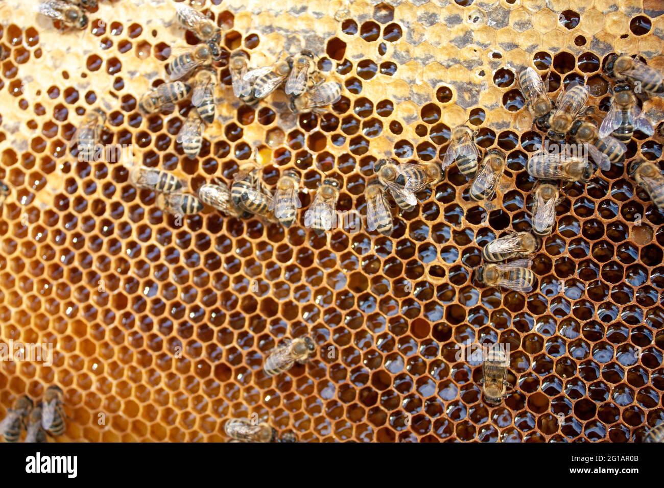 Api che raccolgono nettare fresco per alveare di ape Foto Stock