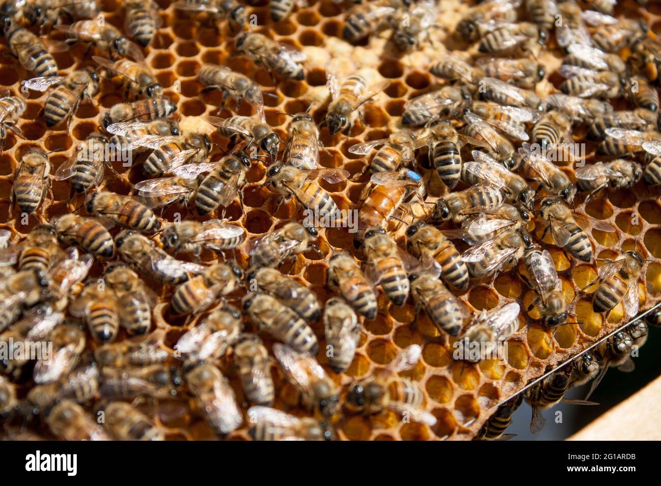 La regina dell'ape depone le uova nuove. Struttura di ape con api al miele e regina delle api Foto Stock
