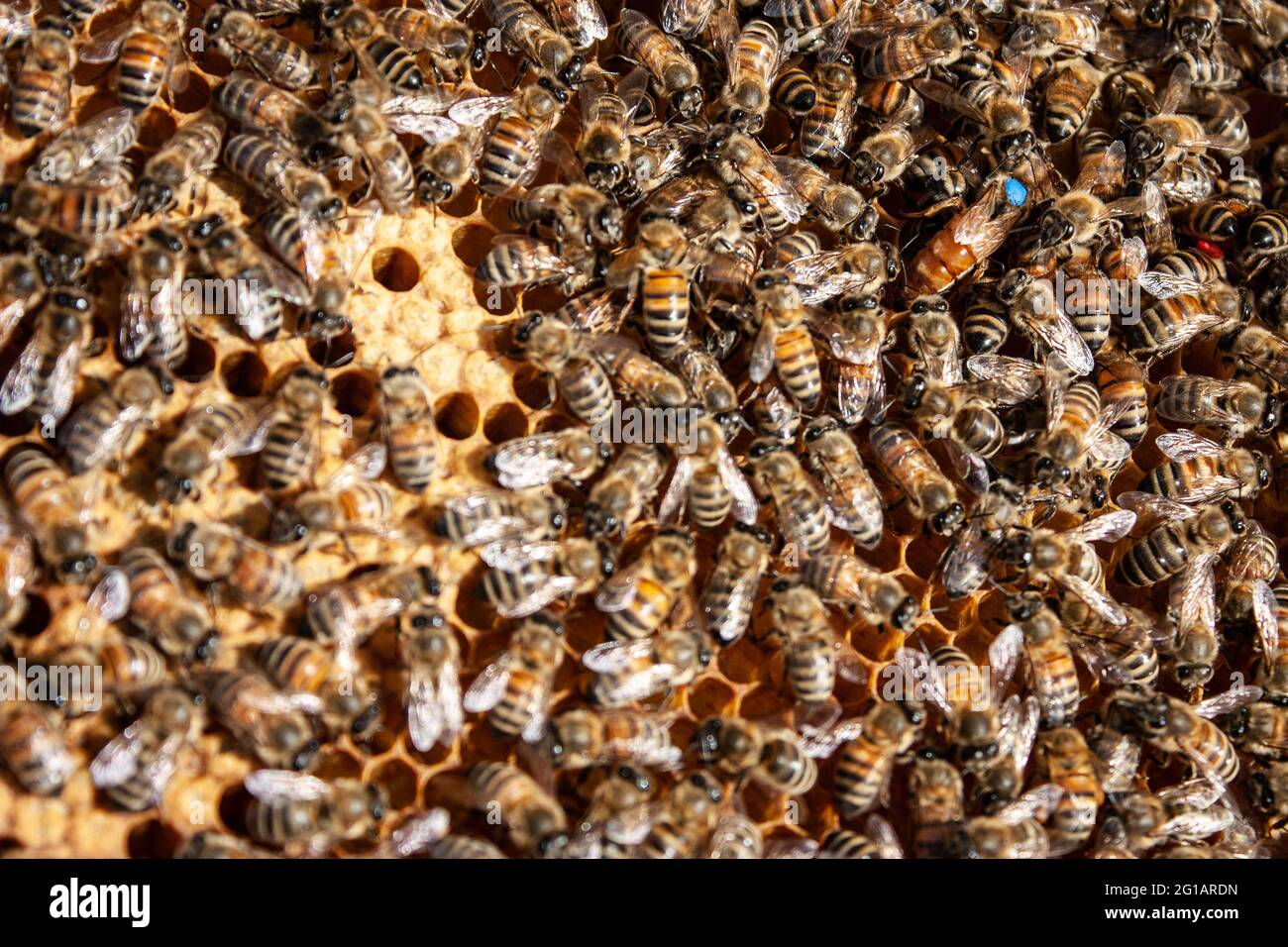 Queen ape che depone nuove uova Foto Stock