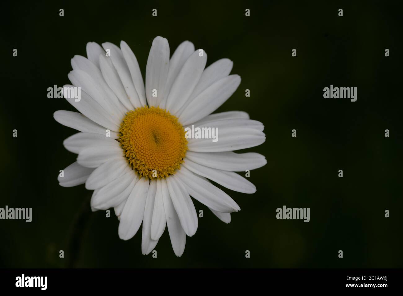 Oxeye daisy (Leucanthemum vulgare) o Marguerite Foto Stock