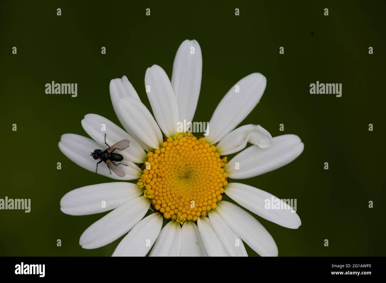 Oxeye daisy (Leucanthemum vulgare) con un hoverfly perching, probabilmente un Paragus Foto Stock