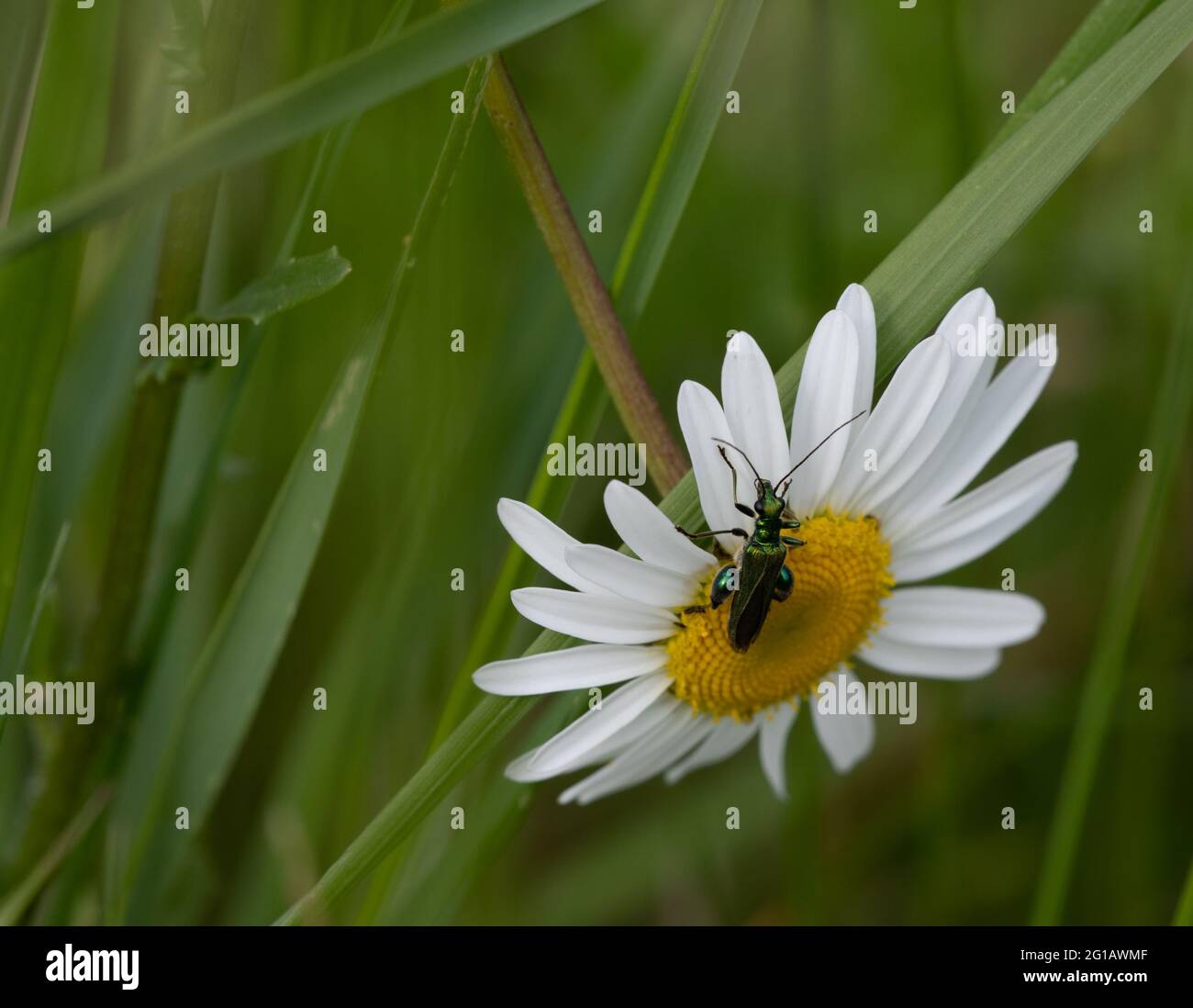 Beetle (Oedemera nobilis) a Oxeye daisy (Leucanthemum vulgare) Foto Stock