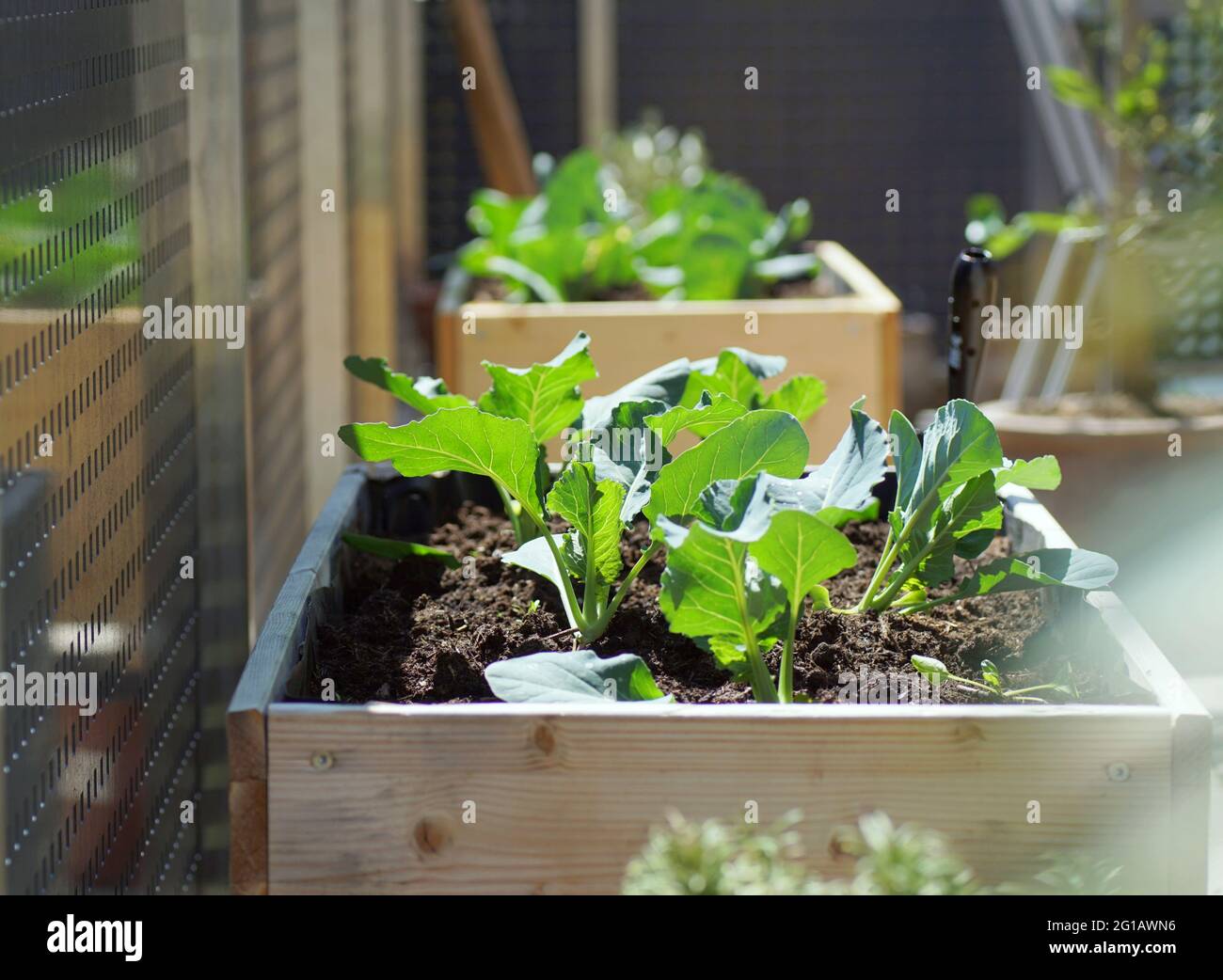 verdure fresche verdi che crescono in letti rialzati su un giardino balcone Foto Stock